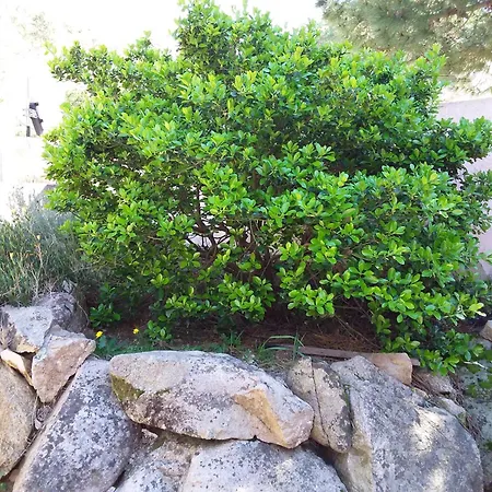 Jolie Location Appartement Porto-Vecchio (Corsica)